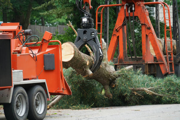 Reliable Smoke Rise, AL Tree Service Solutions